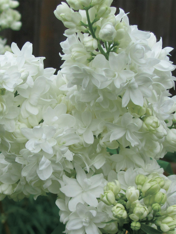 Сирень Русский север купить с доставкой