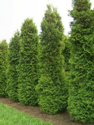 Туя Дугласи Пирамидалис (Douglasii Pyramidalis)