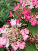 Гортензия Эрли Гари (Early Harry) метельчатая