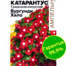 Катарантус Средиземноморский Бургунди Хало [Семена алтая]