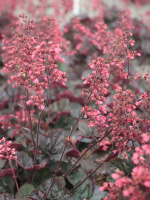 Гейхера Кассис Блэк (Cassis Black)