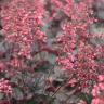 Гейхера Кассис Блэк (Cassis Black) купить с доставкой
