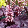 Гейхера Кассис Блэк (Cassis Black) купить с доставкой