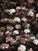 Пузыреплодник Петит Плюм (Petite Plum)