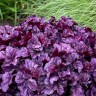 Гейхера Вайлдберри (Wildberry) купить с доставкой