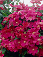 Клематис Руж Кардинал (Rouge Cardinal)