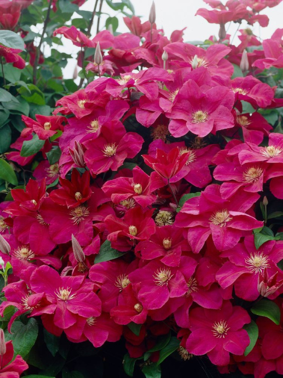 Клематис Руж Кардинал (Rouge Cardinal) купить с доставкой