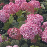 Гортензия Мэджикал Пинкербелл (Magical Pinkerbell) древовидная купить с доставкой