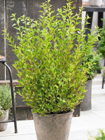 Пузыреплодник Литтл Грин (Little Greeny)