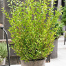 Пузыреплодник Литтл Грин (Little Greeny) купить с доставкой