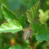 Пузыреплодник Литтл Грин (Little Greeny) купить с доставкой