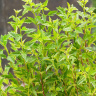 Пузыреплодник Литтл Грин (Little Greeny) купить с доставкой