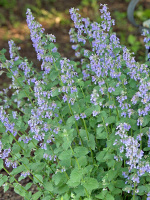 Котовник Фассена Блю Вандер (Blue Wonder)