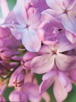 Сирень Маршал Бирюзов