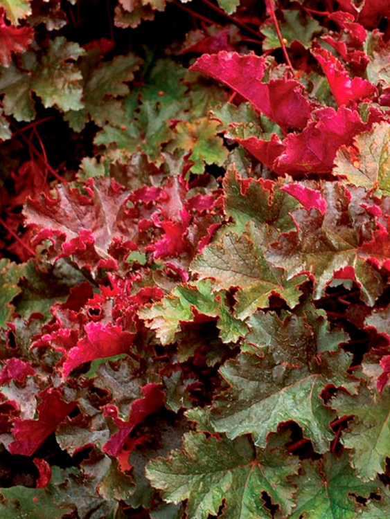 Гейхера Чоколат раффлз (Chocolate Ruffles) купить с доставкой