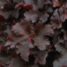 Гейхера Билберри (Bilberry) купить с доставкой