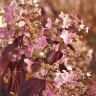 Гортензия Ангел Блаш (Angel Blush) метельчатая купить с доставкой