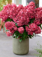 Гортензия Бонфайер (Bonfire) метельчатая