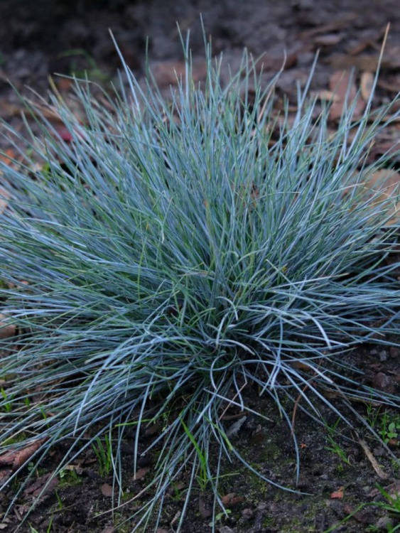 Овсяница Бадди Блю (Buddy Blue) валийская купить с доставкой