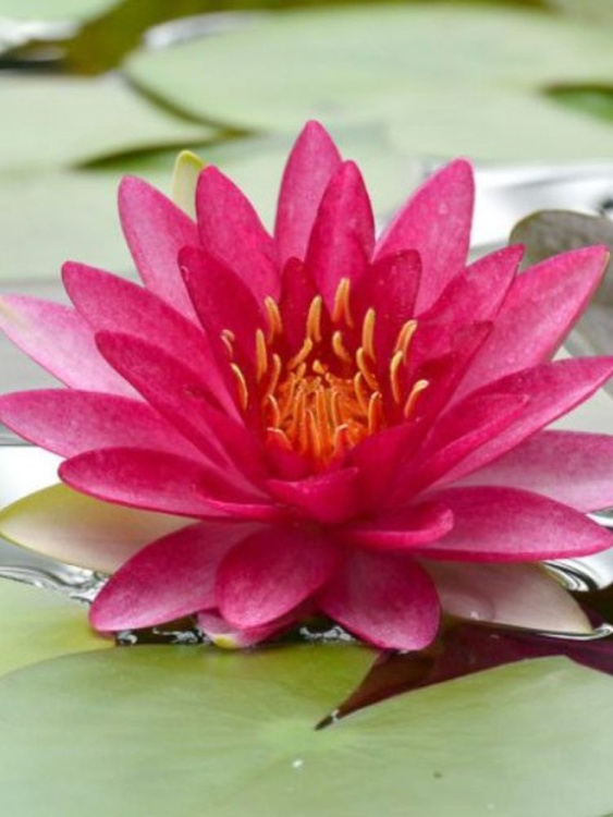 Нимфея Бордовая купить с доставкой