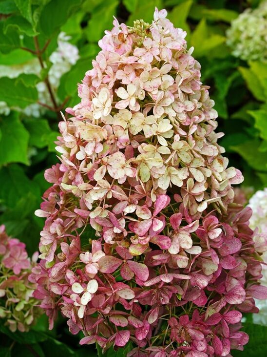 Гортензия Распберри Пинк (Raspberry Pink) метельчатая купить с доставкой