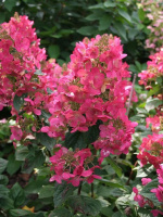 Гортензия Мэджикал Файер (Magical Fire) метельчатая