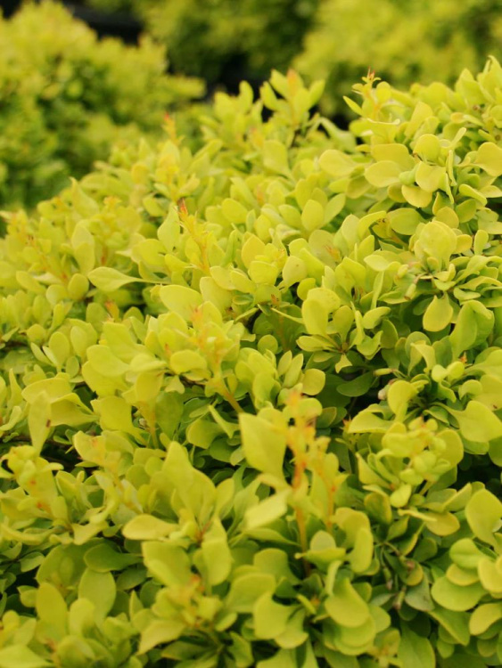 Барбарис Тини Голд (Tiny Gold) купить с доставкой