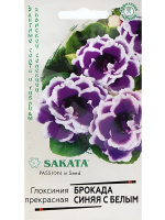 Глоксиния Брокада Синяя с Белым [Гавриш]