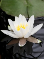 Нимфея Белая