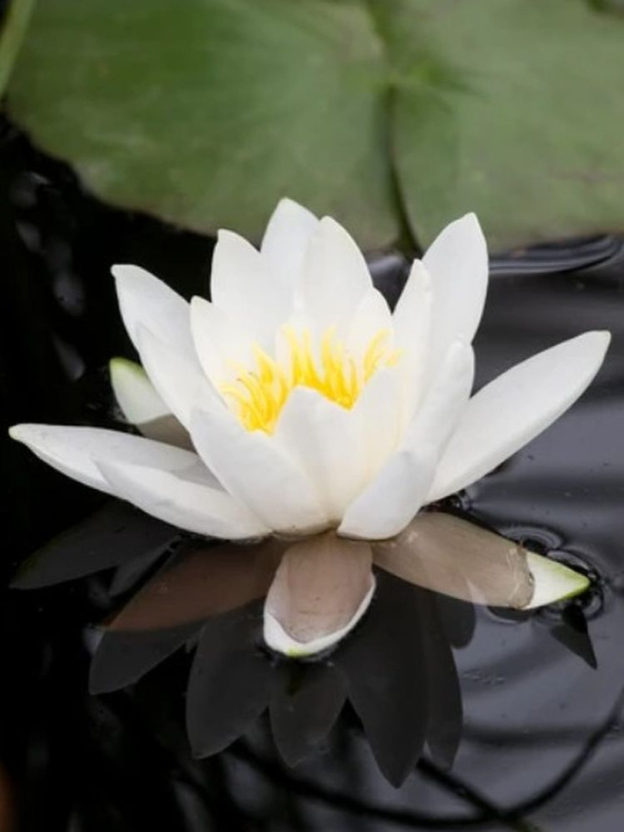 Нимфея Белая купить с доставкой