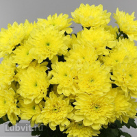 Хризантема садовая Балтика Йеллоу (Baltica Yellow)