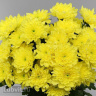 Хризантема садовая Балтика Йеллоу (Baltica Yellow)