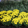 Хризантема садовая Балтика Йеллоу (Baltica Yellow) купить с доставкой