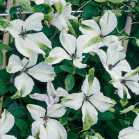 Клематис Алба Люксурианс (Alba Luxurians)