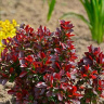 Барбарис Атропурпуреа Нана (Atropurpurea Nana) купить с доставкой