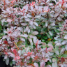 Барбарис Атропурпуреа Нана (Atropurpurea Nana) купить с доставкой