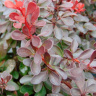 Барбарис Атропурпуреа Нана (Atropurpurea Nana) купить с доставкой