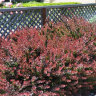 Барбарис Атропурпуреа Нана (Atropurpurea Nana) купить с доставкой