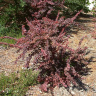 Барбарис Атропурпуреа Нана (Atropurpurea Nana) купить с доставкой