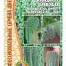 Дихондра Silver Falls [Семена редких растений]