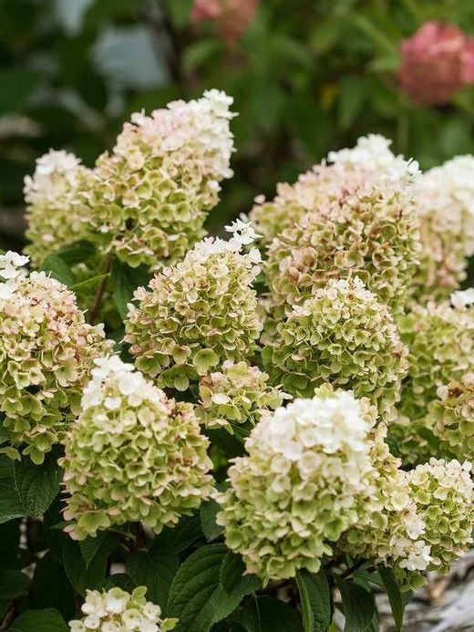 Гортензия Литтл Хотти (Little Hottie) метельчатая купить с доставкой