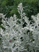 Полынь Стеллера (Stelleriana)