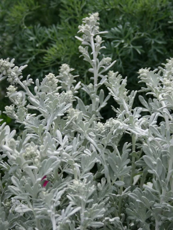 Полынь Стеллера (Stelleriana) купить с доставкой