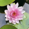 Нимфея Розовая купить с доставкой