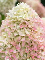 Гортензия Саммер Лав (Summer Love) метельчатая