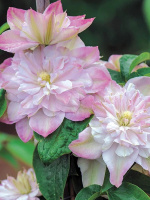 Клематис Инносент Блаш (Innocent Blush)