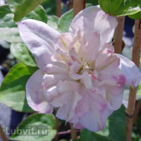 Клематис Инносент Блаш (Innocent Blush)