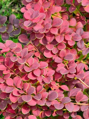 Барбарис Коралл (Coral)