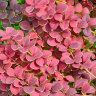 Барбарис Коралл (Coral) купить с доставкой