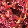 Гейхера Кранберри (Cranberry) купить с доставкой
